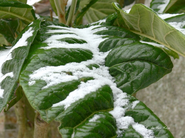 Bois des Moutiers Winterreise (49)
